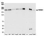 PBRM1 Antibody in Western Blot (WB)