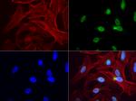 PBX1 Antibody in Immunocytochemistry (ICC/IF)