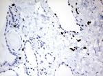 PBX1 Antibody in Immunohistochemistry (Paraffin) (IHC (P))