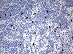 PBX1 Antibody in Immunohistochemistry (Paraffin) (IHC (P))