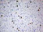 PBX1 Antibody in Immunohistochemistry (Paraffin) (IHC (P))