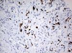 PBX1 Antibody in Immunohistochemistry (Paraffin) (IHC (P))