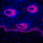 P-cadherin Antibody in Immunohistochemistry (Frozen) (IHC (F))