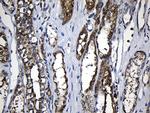 PCCA Antibody in Immunohistochemistry (Paraffin) (IHC (P))