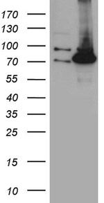 PCCA Antibody in Western Blot (WB)