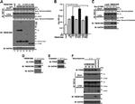 PCDGF Antibody in Western Blot (WB)