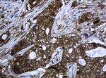 PCDH7 Antibody in Immunohistochemistry (Paraffin) (IHC (P))