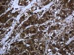 PCDH7 Antibody in Immunohistochemistry (Paraffin) (IHC (P))