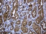 PCDH7 Antibody in Immunohistochemistry (Paraffin) (IHC (P))