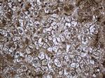 PCDH7 Antibody in Immunohistochemistry (Paraffin) (IHC (P))