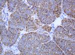 PCDH7 Antibody in Immunohistochemistry (Paraffin) (IHC (P))