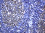 PCDH7 Antibody in Immunohistochemistry (Paraffin) (IHC (P))