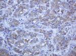 PCDH7 Antibody in Immunohistochemistry (Paraffin) (IHC (P))