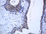 PCDH7 Antibody in Immunohistochemistry (Paraffin) (IHC (P))