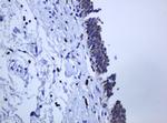 PCDH7 Antibody in Immunohistochemistry (Paraffin) (IHC (P))