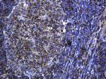 PCDH7 Antibody in Immunohistochemistry (Paraffin) (IHC (P))