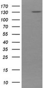 PCDH7 Antibody in Western Blot (WB)