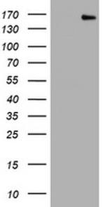 PCDH7 Antibody in Western Blot (WB)