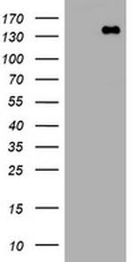 PCDH7 Antibody in Western Blot (WB)