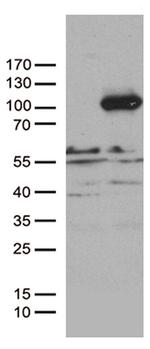 PCDHB8 Antibody in Western Blot (WB)