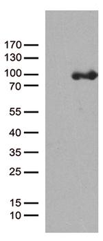 PCDHB8 Antibody in Western Blot (WB)