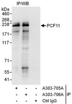 PCF11 Antibody in Immunoprecipitation (IP)