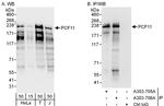 PCF11 Antibody in Western Blot (WB)