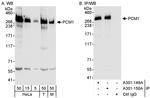 PCM1 Antibody in Western Blot (WB)