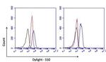 PCNA Antibody in Flow Cytometry (Flow)