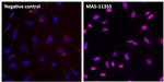 PCNA Antibody in Immunocytochemistry (ICC/IF)