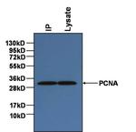 PCNA Antibody in Immunoprecipitation (IP)