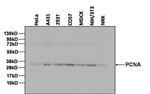 PCNA Antibody in Western Blot (WB)