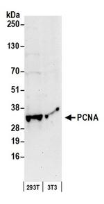 PCNA Antibody in Western Blot (WB)