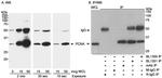 PCNA Antibody in Western Blot (WB)