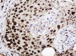 PCNA Antibody in Immunohistochemistry (Paraffin) (IHC (P))