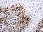 PCNA Antibody in Immunohistochemistry (Paraffin) (IHC (P))