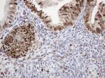 PCNA Antibody in Immunohistochemistry (Paraffin) (IHC (P))