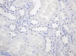 PCNA Antibody in Immunohistochemistry (Paraffin) (IHC (P))