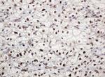 PCNA Antibody in Immunohistochemistry (Paraffin) (IHC (P))