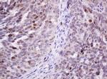 PCNA Antibody in Immunohistochemistry (Paraffin) (IHC (P))