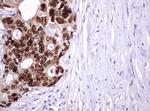 PCNA Antibody in Immunohistochemistry (Paraffin) (IHC (P))