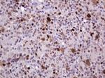 PCNA Antibody in Immunohistochemistry (Paraffin) (IHC (P))