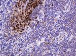 PCNA Antibody in Immunohistochemistry (Paraffin) (IHC (P))