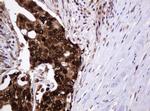 PCNA Antibody in Immunohistochemistry (Paraffin) (IHC (P))