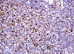 PCNA Antibody in Immunohistochemistry (Paraffin) (IHC (P))