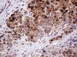 PCNA Antibody in Immunohistochemistry (Paraffin) (IHC (P))