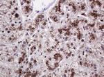 PCNA Antibody in Immunohistochemistry (Paraffin) (IHC (P))