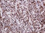 PCNA Antibody in Immunohistochemistry (Paraffin) (IHC (P))