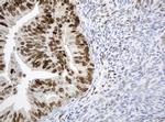 PCNA Antibody in Immunohistochemistry (Paraffin) (IHC (P))