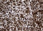 PCNA Antibody in Immunohistochemistry (Paraffin) (IHC (P))